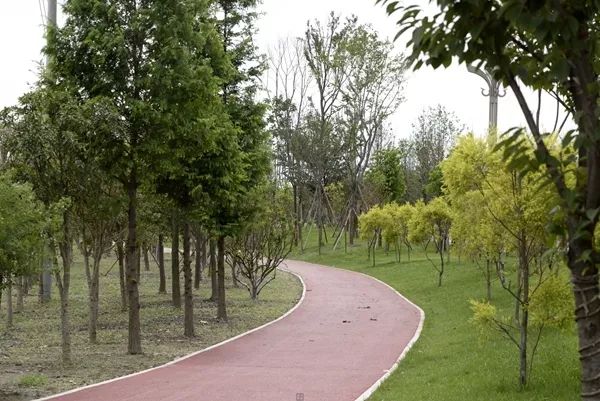 「翡翠之城」好消息！光华大道绿道投入使用，一路骑行到金马河喽！