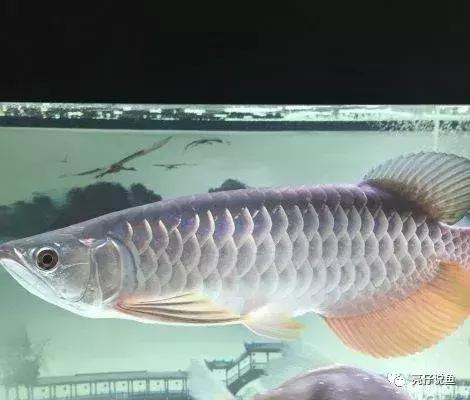 2008年龙鱼价格,年龙鱼