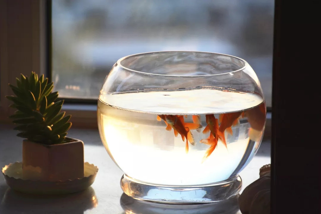 鱼缸摆放位置风水讲究,鱼缸风水禁忌摆放大全