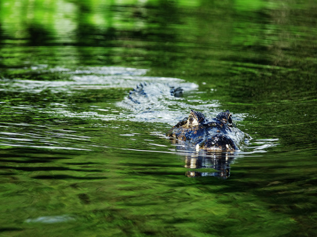 法国vs巴西最新比赛,法国vs乌拉圭2014
