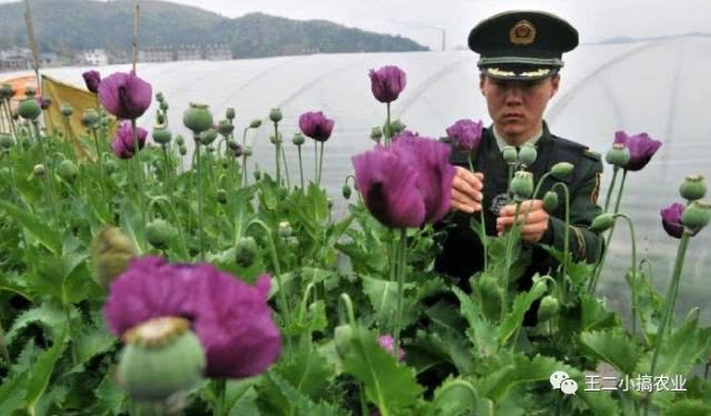 农民版我不是药神,我不是药神朱耕佑片段