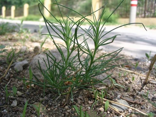 有降血压作用的野菜,野菜降血压功效有哪些