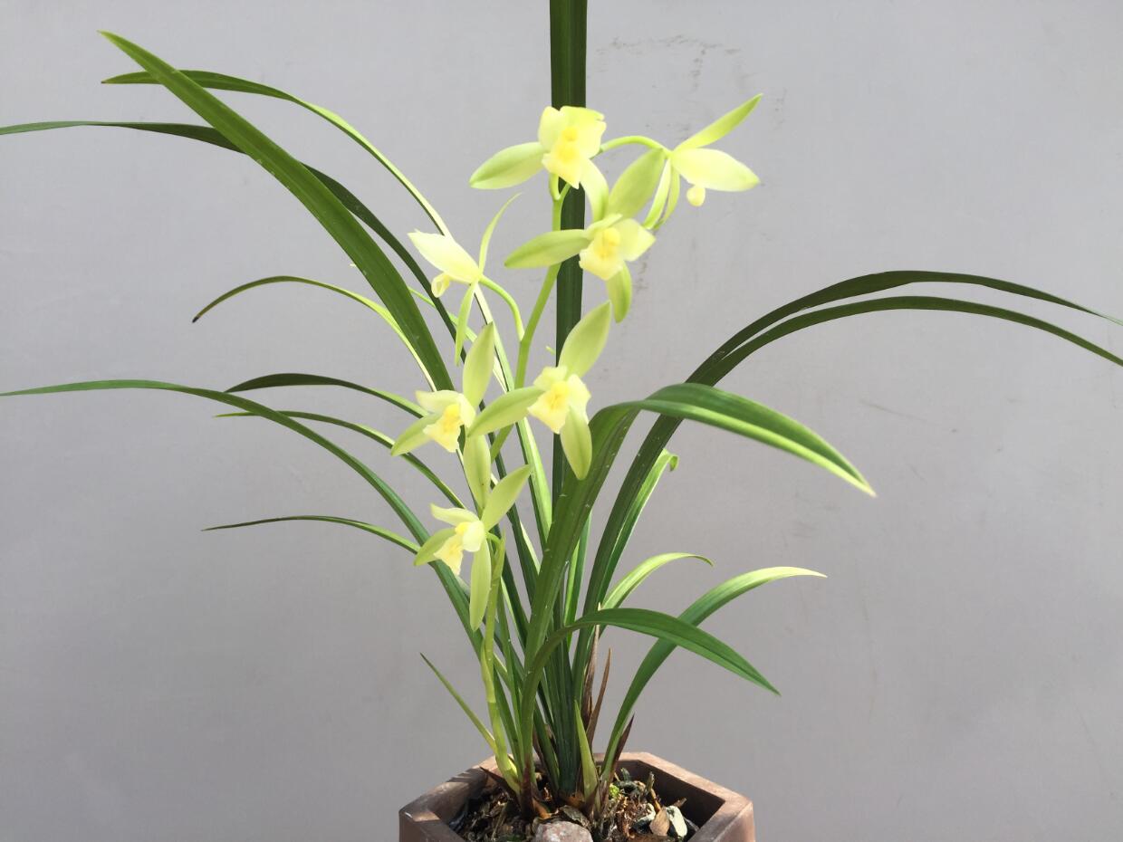 兰花品种大全及鉴别,绿宝石兰花属于什么品种的兰花