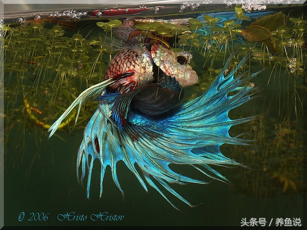 斗鱼怎么饲养长得比较快,斗鱼怎么养才能养到它长大呢