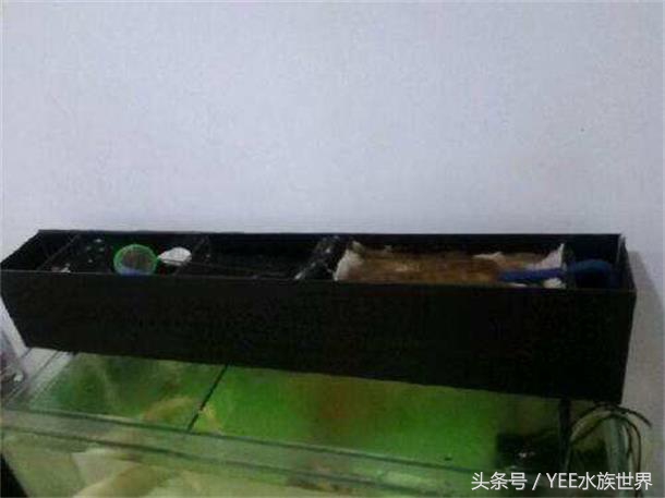 50缸可以养15公分的鱼,50的缸可以养20厘米的鱼吗