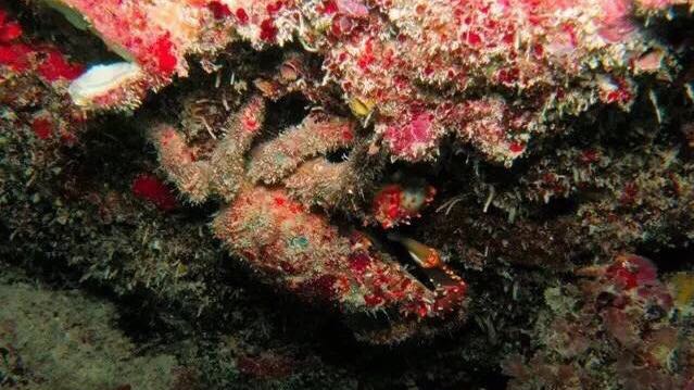 螃蟹的世界旅行,螃蟹的世界深度解析