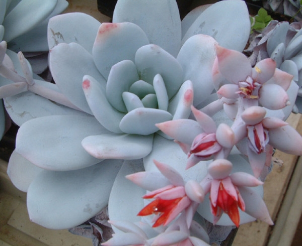 雪莲多肉好服盆不,雪莲系多肉