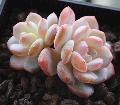 雪莲多肉好服盆不,雪莲系多肉