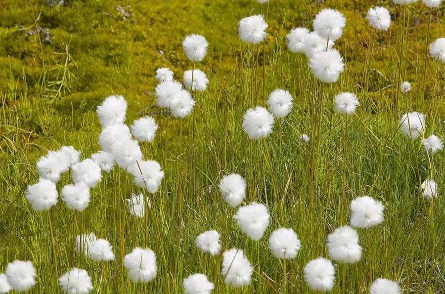 美图美文美情（周延锋）：幸福从来就有多种姿态