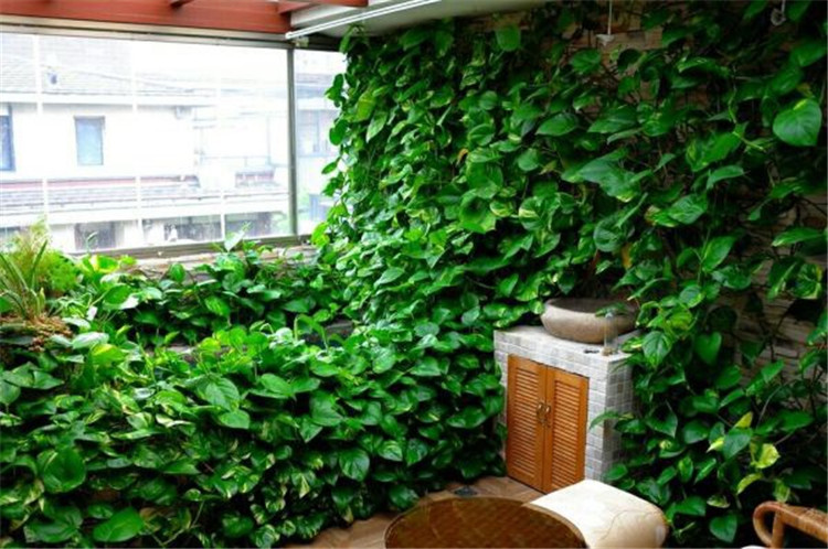 水养绿萝可以养小虾吗,室内养鱼能养绿萝吗