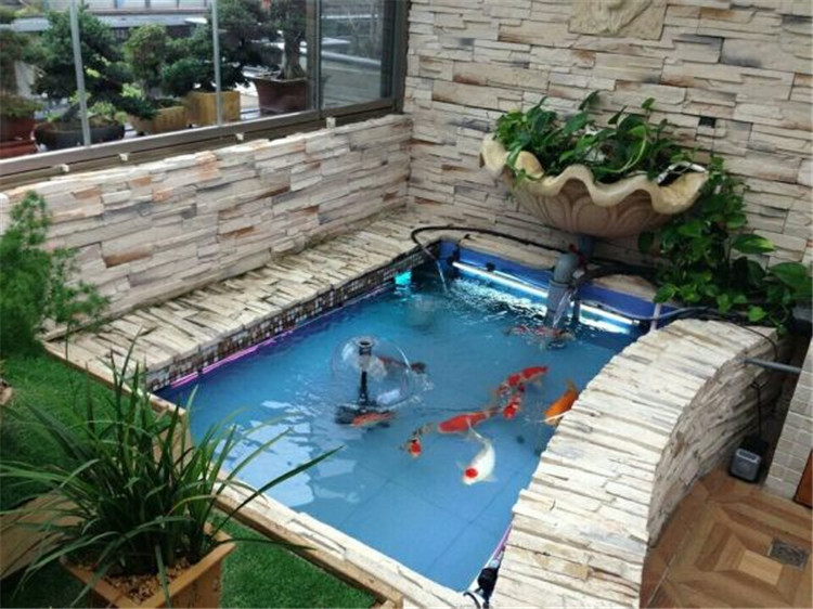 虾缸能养绿萝,养鱼池如何养绿萝