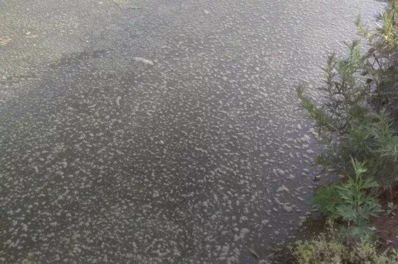 思路决定发展出路的经典案例,小龙虾养殖的风险与前景