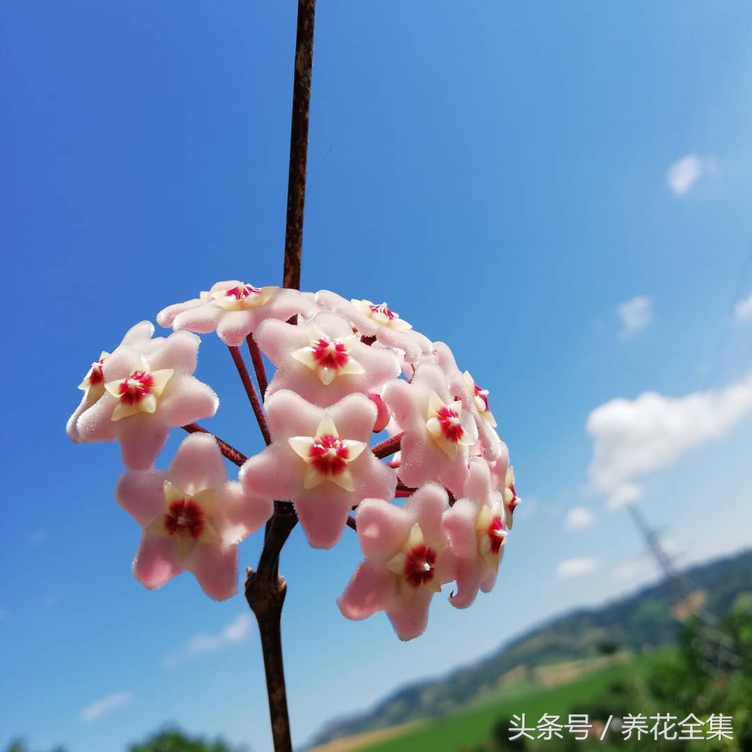 球兰的养殖方法及图片大全集,球兰的养殖方法和注意事项心得篇