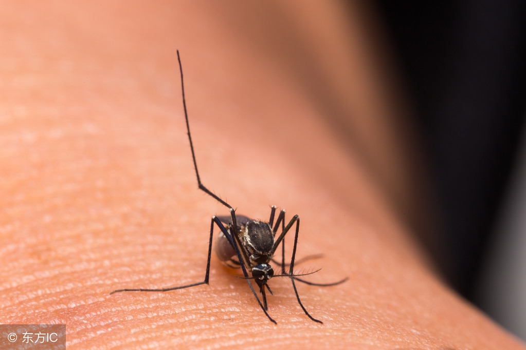 盛夏蚊虫叮咬用这几种中草药叶涂抹可以解除你难言之隐