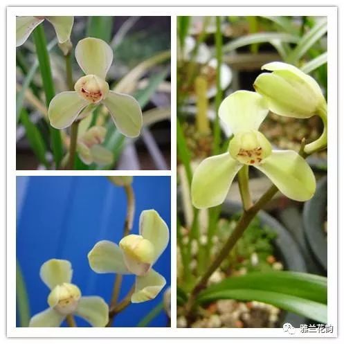 兰花鉴赏全部,兰花建兰八大名品介绍