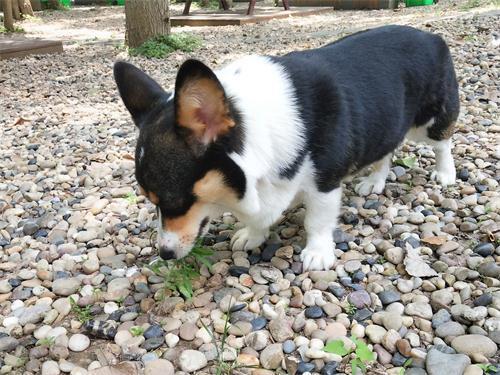 狗粮怎么选进口国产狗粮测评,国产狗粮适口性该如何选择