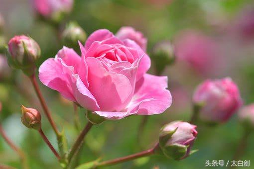 描写冬天的古诗词经典唯美名句,很美很暖的古诗词句