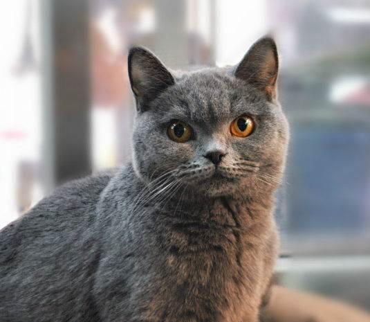 养蓝猫的缺点和优点,英短蓝猫对主人忠心吗