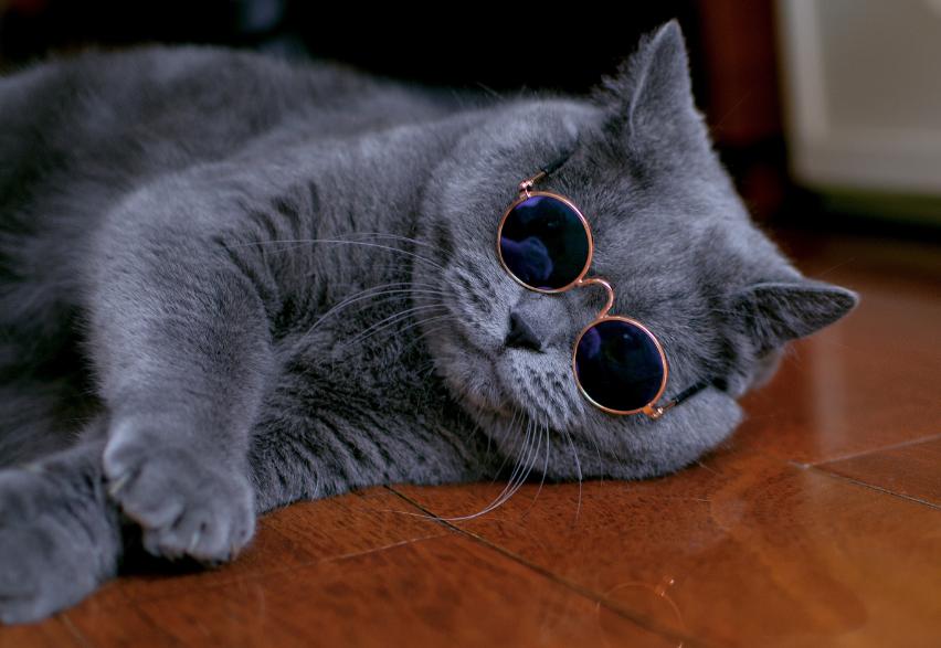 养蓝猫的缺点和优点,英短蓝猫对主人忠心吗