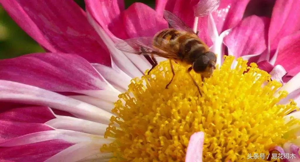 释迦花粉采集方法,花粉采集技巧视频