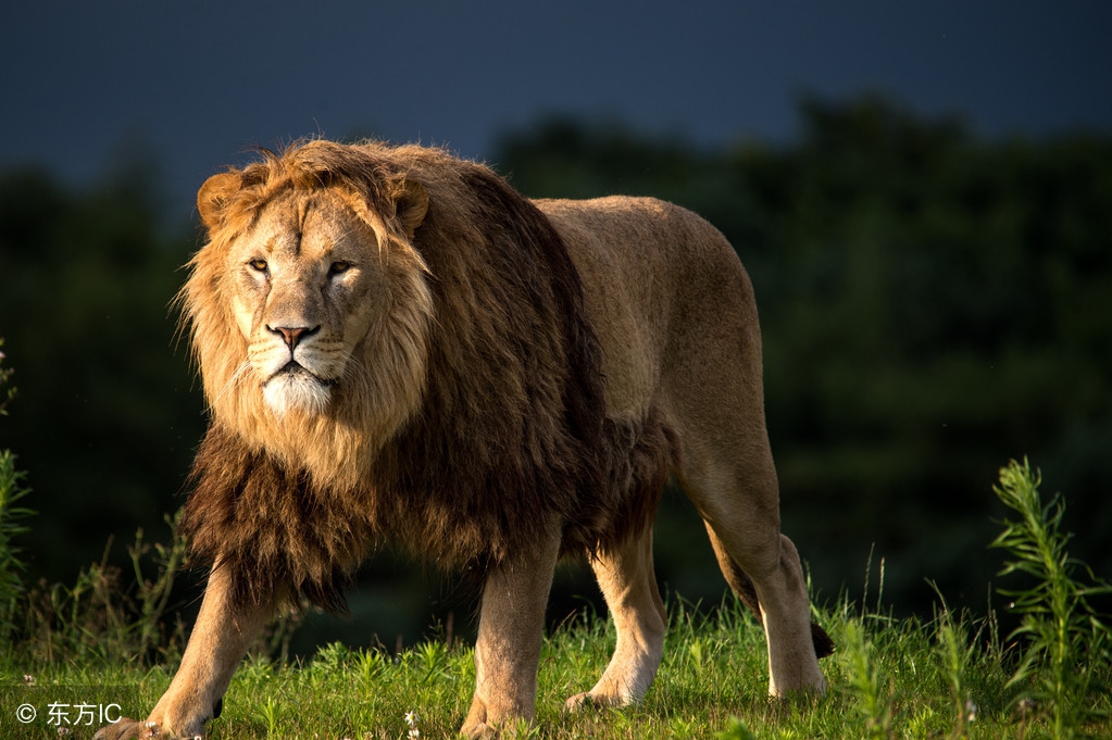 遇到凶猛的动物时如何自救,碰到藏熊该如何自救