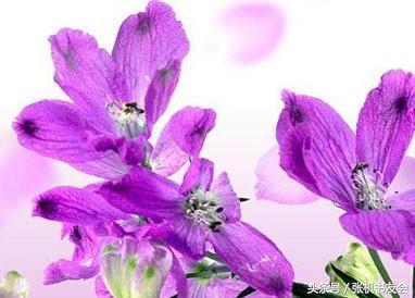 中药药材浪漫的名字,蕴含极致浪漫的中药名字