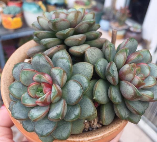 如何预防多肉叶片水化,多肉叶片化水需要及时剪下来么