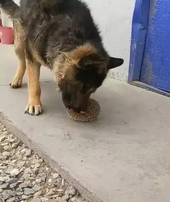 德牧抓来小刺猬当足球，练习足球技术不服输，狗狗：换我上能赢！