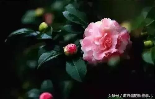 美极了樱花盛开图片,中国各市的市花大全