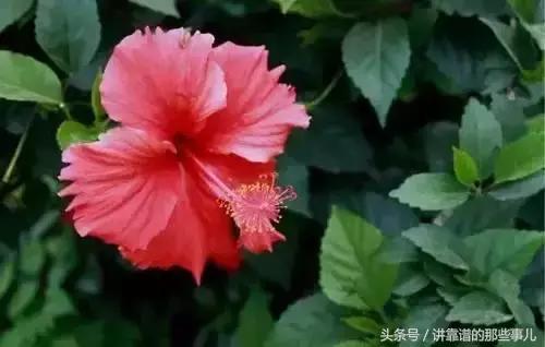 美极了樱花盛开图片,中国各市的市花大全