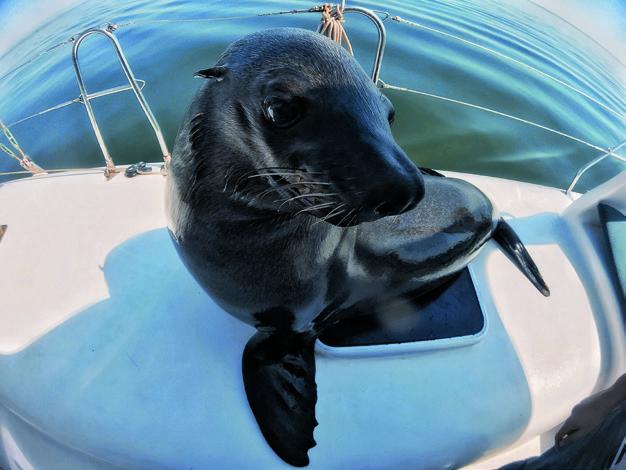 手机加单反镜头的效果,手机变单反外设镜头