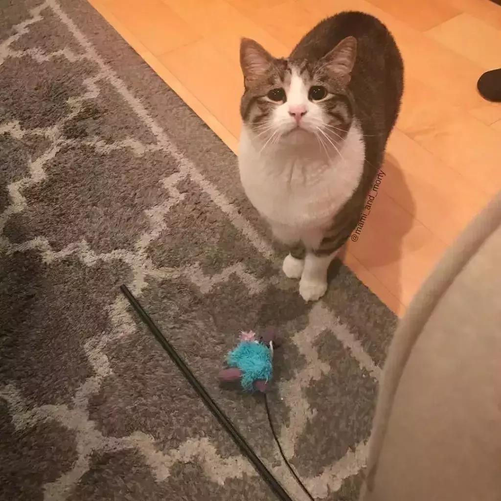 八字眉三角眼短命相,天生眉眼下垂