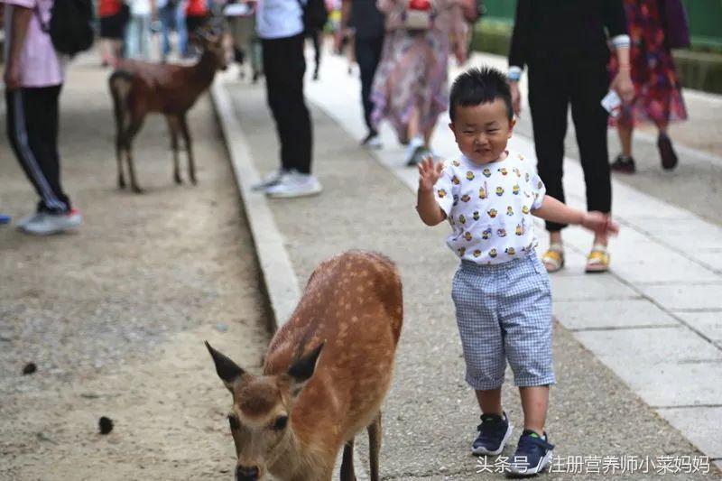 带娃去日本,照着做就对了