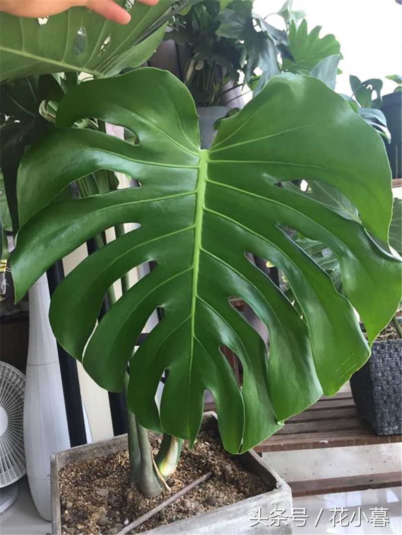 龟背竹的大叶子怎么剪,龟背竹叶子如何剪