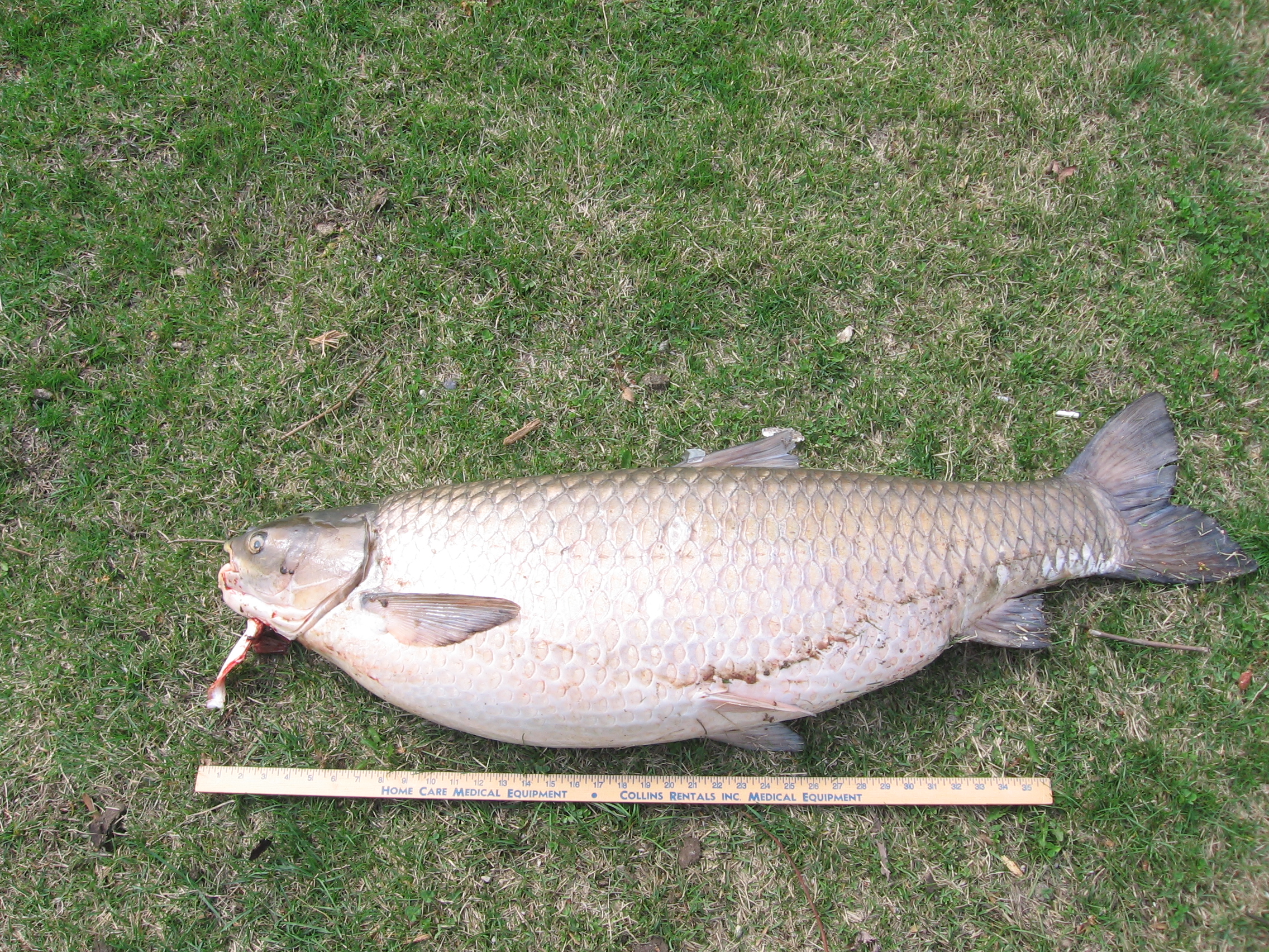 野钓大草鱼用什么竿,野钓大草鱼用什么鱼饵好