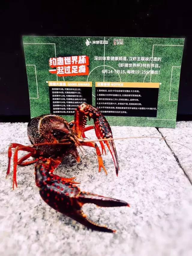 世界杯神虾“波波”，预测准确率80%以上！