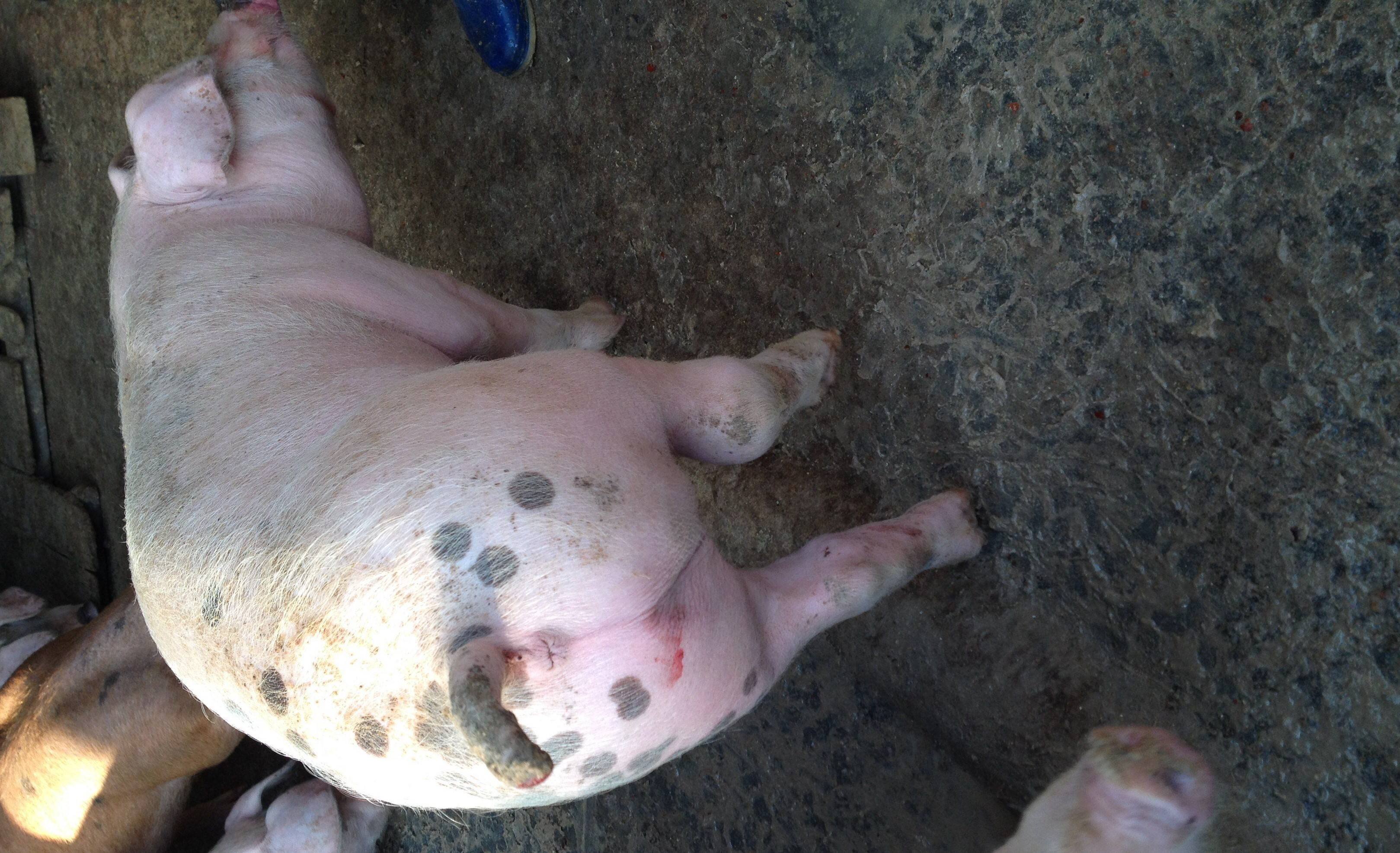 猪链球菌性关节炎的治疗方法,脑炎型猪链球菌最佳治疗方案