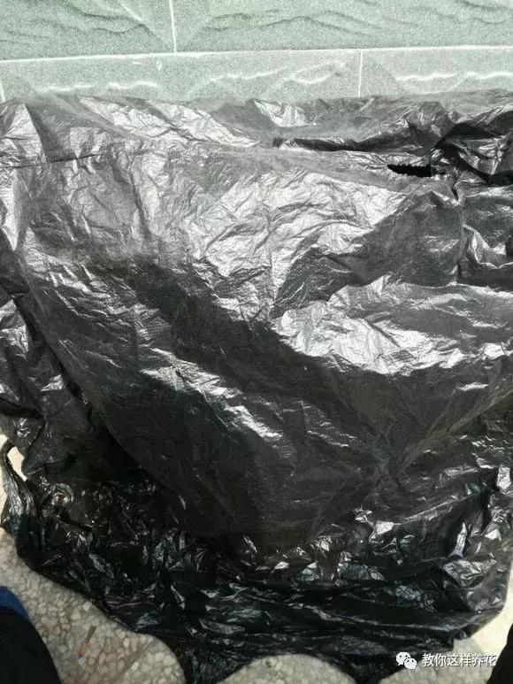 如何对付养花中的小黑飞,花盆的小黑飞可用酒精喷吗