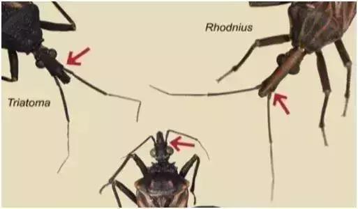 前方高能慎入丨这虫子被咬或染“新型艾滋病”,危险！
