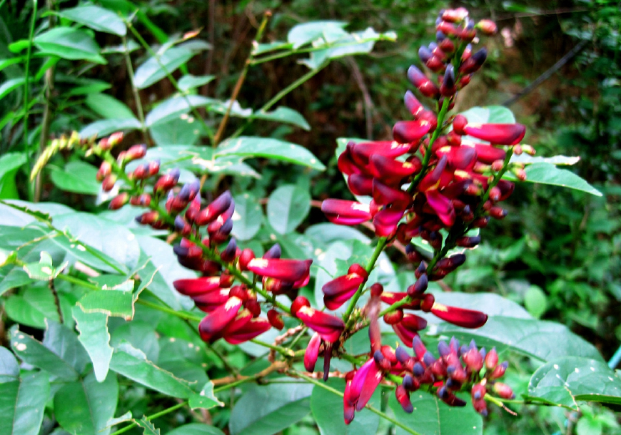 豆科鸡血藤属植物,鸡血藤是植物吗