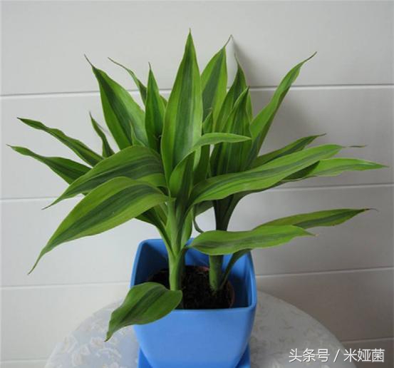 富贵竹怎么处理不会缩水起皱,富贵竹怕冻怎么处理