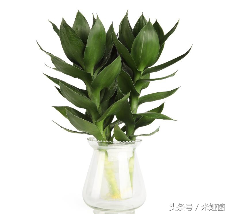 富贵竹怎么处理不会缩水起皱,富贵竹怕冻怎么处理