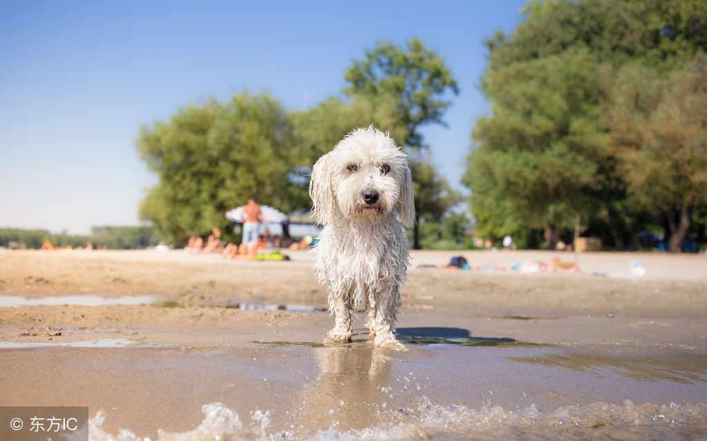十种记仇的狗法国斗牛犬,可爱无比的狗斗牛犬