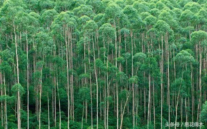 濒临灭绝的珍稀植物,世界珍稀濒危植物三大旗舰种