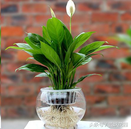 适合夏天养的花有哪些水培,好养的花适合一年四季养水培