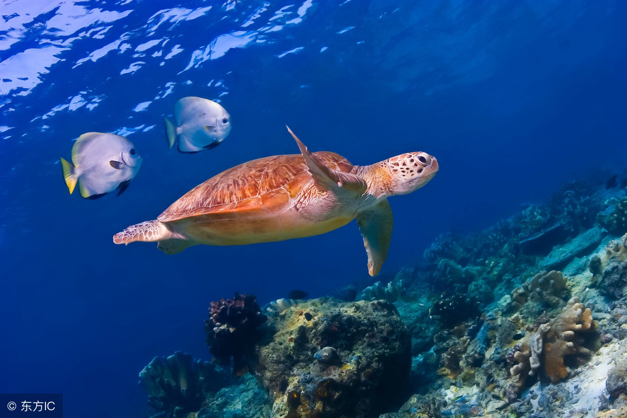 一生必去的浮潜胜地,世界十大浮潜胜地