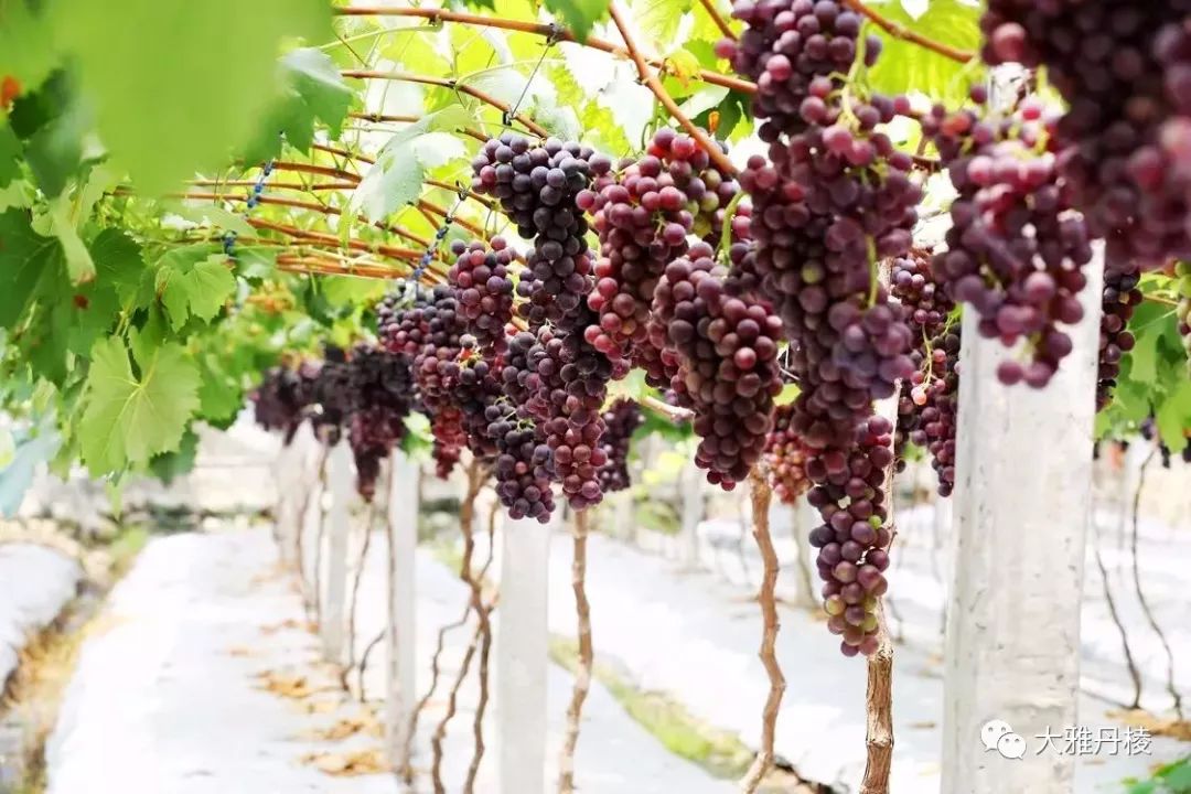时下最火水果上线，从舌尖到心间的清甜，只等你来丹棱赴这场紫色约会！