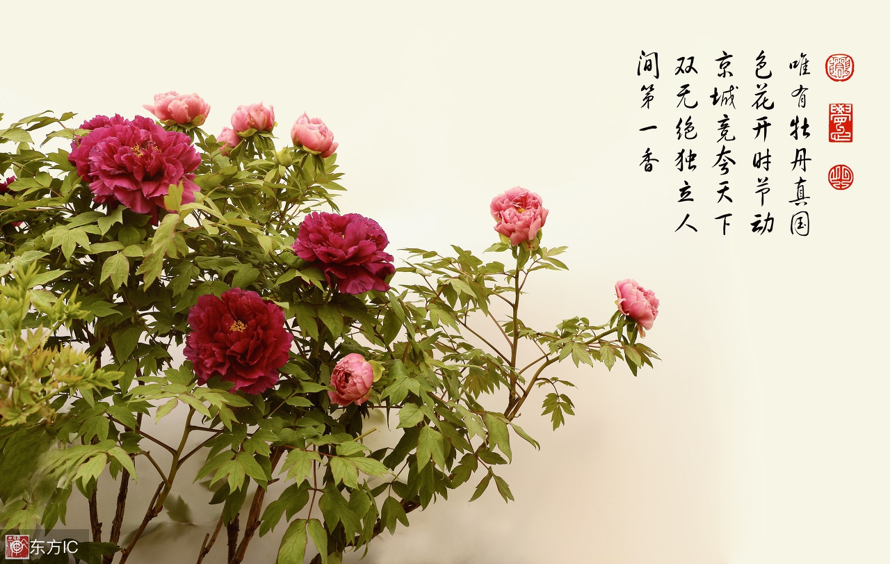 成语中的文言知识例析,文言成语常识