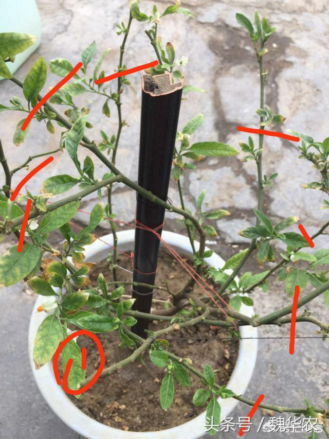 珊瑚樱根系怎么补救,珊瑚樱只开花不挂果怎么办