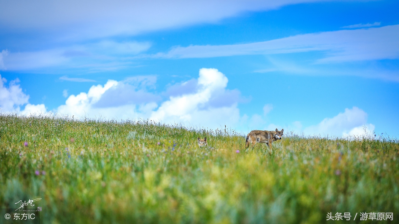 若尔盖草原旅游攻略 (呼伦贝尔大草原旅游攻略自驾)